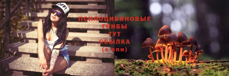 Псилоцибиновые грибы Psilocybine cubensis  даркнет телеграм  Полысаево 